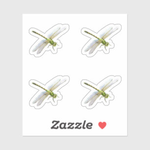 Dragonflies