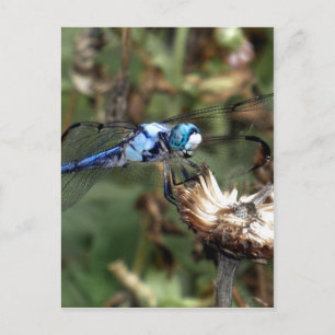 Dragonflies Blue Dragonfly on a Flower Husk Photo Postcard