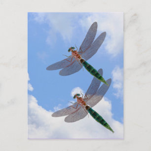 Dragonflies Blue Sky Clouds Nature Postcard