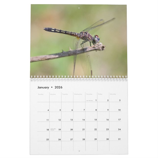 Dragonflies Calendar (Jan 2026)