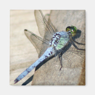 Dragonflies Magnet