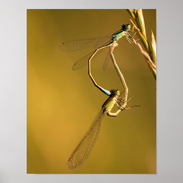 Dragonflies Mating in Golden Light Macro Nature Ph Poster (Front)