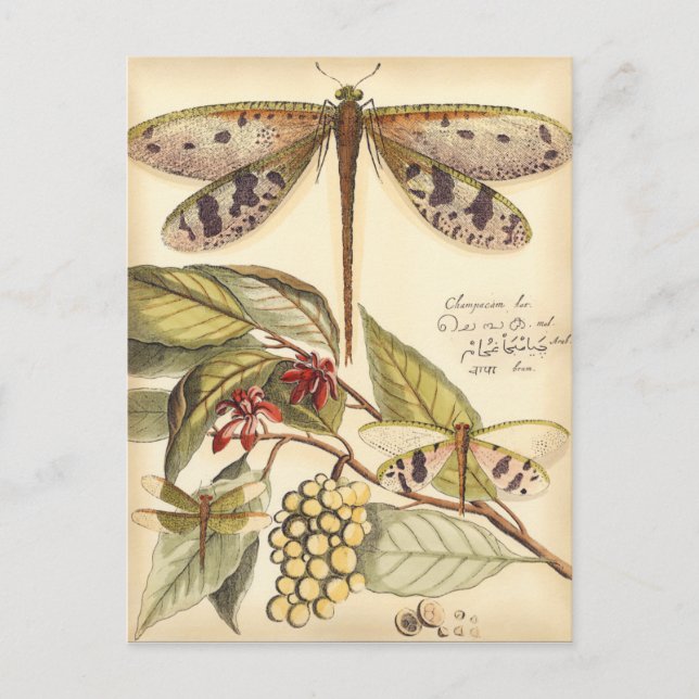 Dragonflies with Leaves and Fruit Postcard (Front)