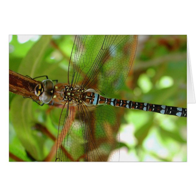 Dragonfly (Front Horizontal)