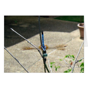 Dragonfly