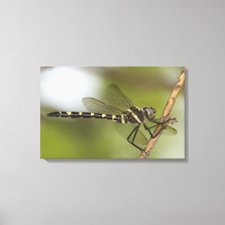 Dragonfly 11 canvas print