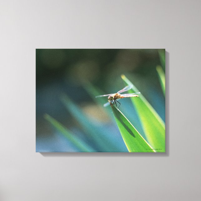 Dragonfly 2 canvas print (Front)