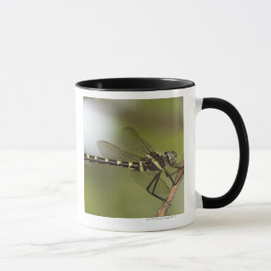 Dragonfly 5 mug