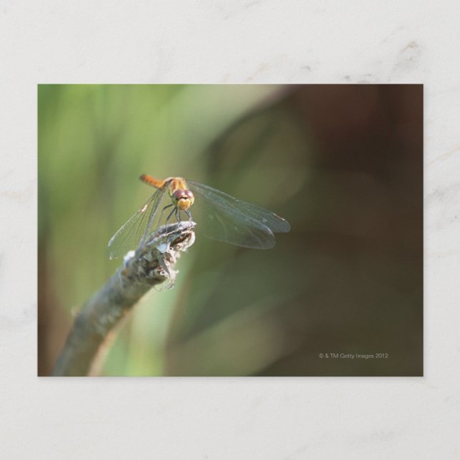 Dragonfly 5 postcard (Front)