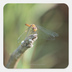 Dragonfly 5 square sticker