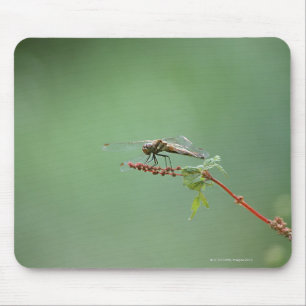 Dragonfly 6 mouse pad
