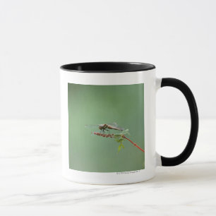 Dragonfly 6 mug