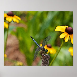 Dragonfly and Daisies Poster