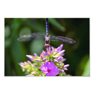 Dragonfly and Davids Lavender Phlox Photo Print