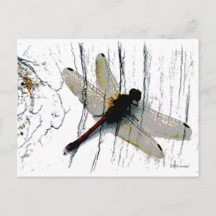 Dragonfly Art Postcard