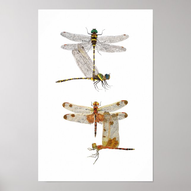 Dragonfly Art Poster (Front)