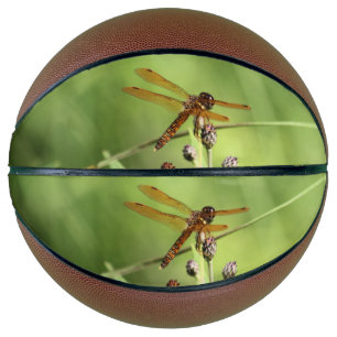 Dragonfly Basketball