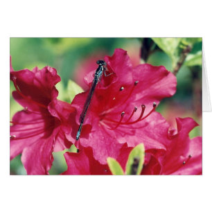 Dragonfly blank greeting card