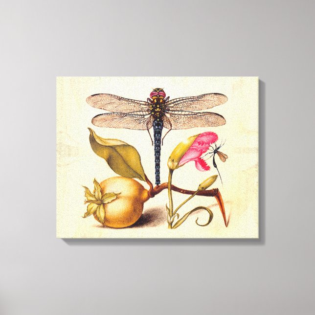 Dragonfly Botanical Nature Wildlife Hoefnagel Art Canvas Print (Front)