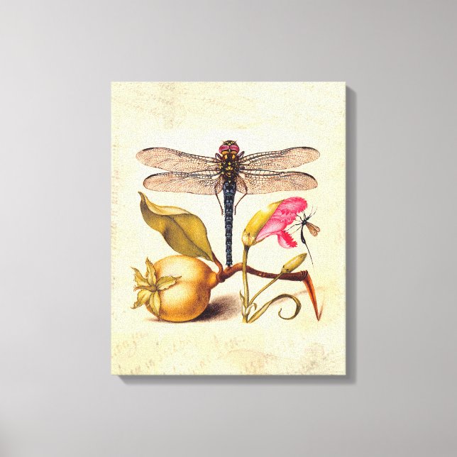 Dragonfly Botanical Nature Wildlife Hoefnagel Art Canvas Print (Front)