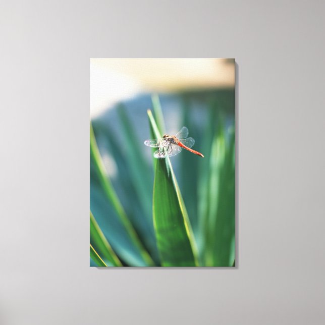 Dragonfly Canvas Print (Front)