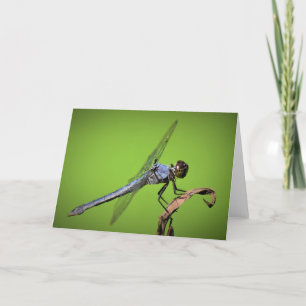 Dragonfly, card