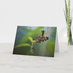 Dragonfly, card