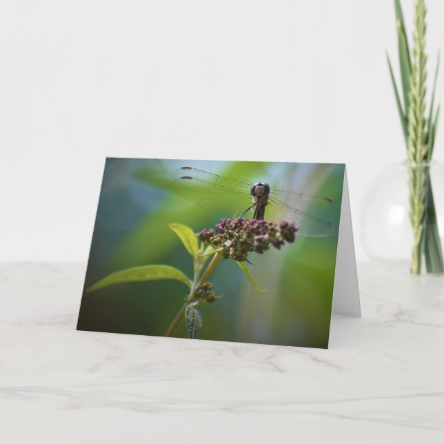 Dragonfly, card (Front)