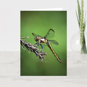 Dragonfly, card