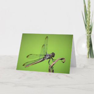 Dragonfly, card