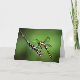 Dragonfly, card