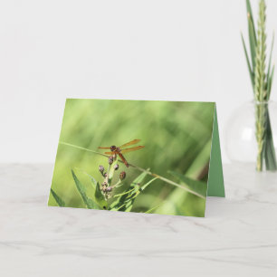 Dragonfly Card
