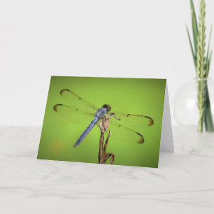Dragonfly, card