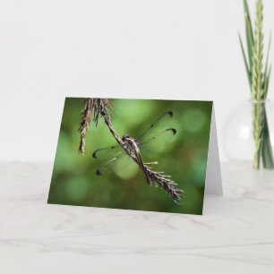Dragonfly, card