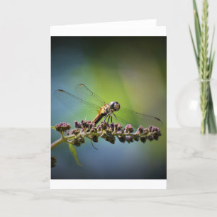 Dragonfly, card