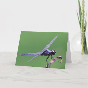 Dragonfly, card