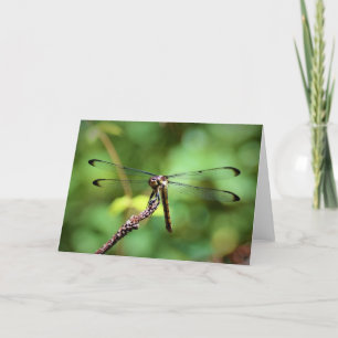 Dragonfly, card