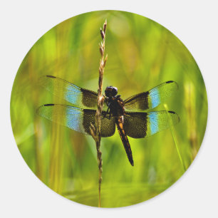 Dragonfly Classic Round Sticker