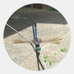Dragonfly Classic Round Sticker