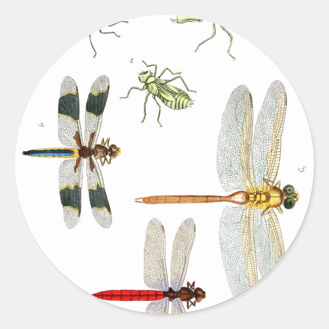 dragonfly classic round sticker (Front)