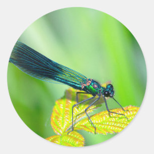 Dragonfly Classic Round Sticker