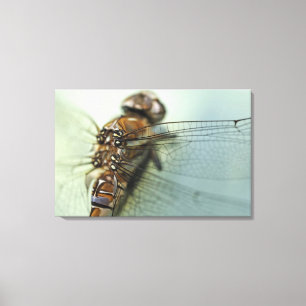 Dragonfly close-up canvas print
