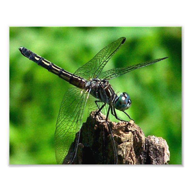Dragonfly Close Up Nature 8x10 Photo Print (Front)