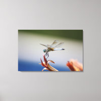 Dragonfly Close Up Photo Wall Art