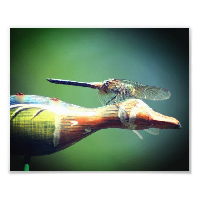 Dragonfly Co Pilot Insect 8x10 Photo Print (Front)