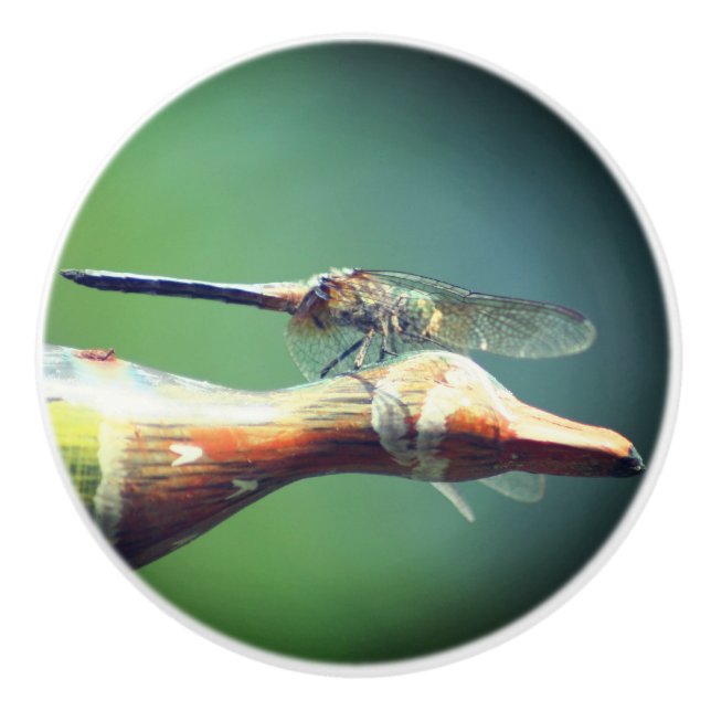 Dragonfly Co Pilot Insect Ceramic Knob (Front)
