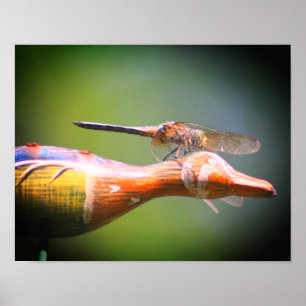 Dragonfly Co Pilot Insect Poster