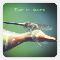 Dragonfly Co Pilot Personalised Nature