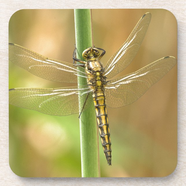 Dragonfly Coaster (Front)