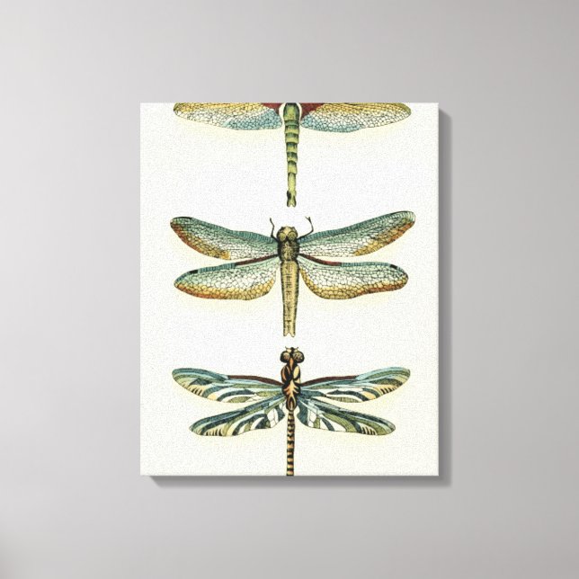 Dragonfly Collection by Chariklia Zarris Canvas Print (Front)